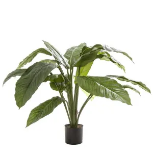 Spathiphyllum Potted 66cm by Florabelle Living, a Plants for sale on Style Sourcebook