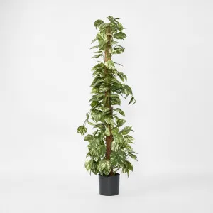 Pothos Vines on Coconut Pole 1.5m by Florabelle Living, a Plants for sale on Style Sourcebook