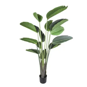 Bird of Paradise 1.8m by Florabelle Living, a Plants for sale on Style Sourcebook