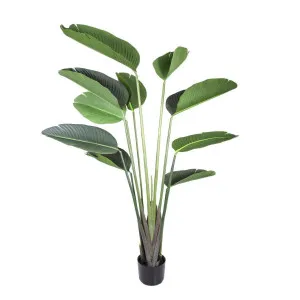 Bird of Paradise Plant 150cm by Florabelle Living, a Plants for sale on Style Sourcebook
