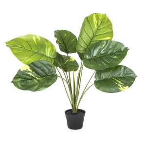 Pothos Real Touch 70cm by Florabelle Living, a Plants for sale on Style Sourcebook