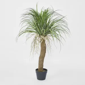 Grass Tree Small 1.1m by Florabelle Living, a Plants for sale on Style Sourcebook