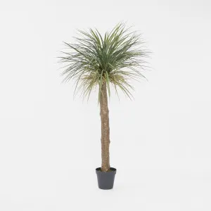 Grass Tree Large 2m by Florabelle Living, a Plants for sale on Style Sourcebook