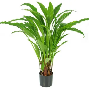 Calathea Potted Bush by Florabelle Living, a Plants for sale on Style Sourcebook
