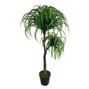 Ribbon Fern Tree In Black Pot 135cm by Florabelle Living, a Plants for sale on Style Sourcebook