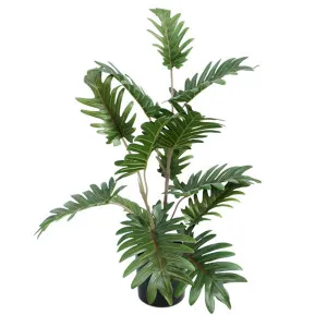 Real Touch Philo In Black Pot 50cm by Florabelle Living, a Plants for sale on Style Sourcebook