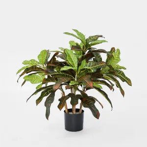 Croton Tree In Black Pot by Florabelle Living, a Plants for sale on Style Sourcebook