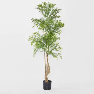 Nandina Tree 180 CM by Florabelle Living, a Plants for sale on Style Sourcebook