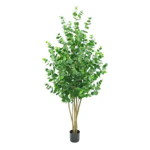 Eucalyptus Tree 150cm by Florabelle Living, a Plants for sale on Style Sourcebook