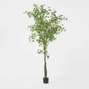 Ginko Tree Potted 2.4m by Florabelle Living, a Plants for sale on Style Sourcebook