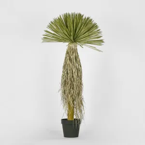 Variegated Grass Tree 120cm by Florabelle Living, a Plants for sale on Style Sourcebook