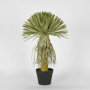 Variegated Grass Tree 60cm by Florabelle Living, a Plants for sale on Style Sourcebook