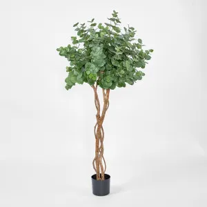 Eucalyptus Tree w 884 Lvs by Florabelle Living, a Plants for sale on Style Sourcebook