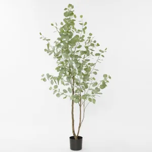 Real Touch Eucalyptus 200cm by Florabelle Living, a Plants for sale on Style Sourcebook