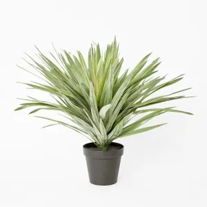 Soft Touch Potted Sisal Plant 68cm by Florabelle Living, a Plants for sale on Style Sourcebook