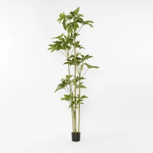 Real Touch Frangipani Tree 210cm by Florabelle Living, a Plants for sale on Style Sourcebook