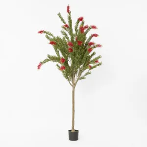 Potted Bottlebrush 190cm by Florabelle Living, a Plants for sale on Style Sourcebook