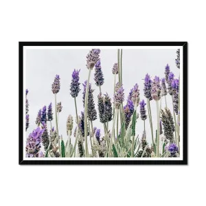 Flowering Lavender Print by Seek & Ramble, a Prints for sale on Style Sourcebook