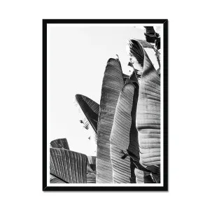 Travellers Palm Botanical Black & White Framed Print by Seek & Ramble, a Prints for sale on Style Sourcebook