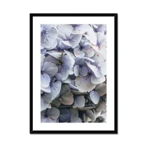 Blue Hydrangea Framed & Mounted Print by Prodigi, a Prints for sale on Style Sourcebook