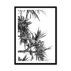 Coastal Palm Pandanus Black & White Framed Print by Adam Davies, a Prints for sale on Style Sourcebook