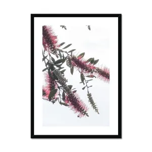 Bottlebrush Flowers #2 Botanical Framed & Mounted Print by Adam Davies, a Prints for sale on Style Sourcebook