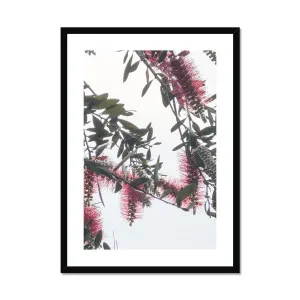 Bottlebrush Flowers #1 Botanical Framed & Mounted Print by Adam Davies, a Prints for sale on Style Sourcebook