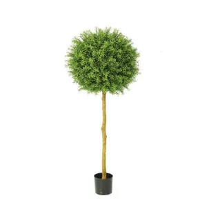 Rosemary Ball Tree 1.45m by Florabelle Living, a Plants for sale on Style Sourcebook