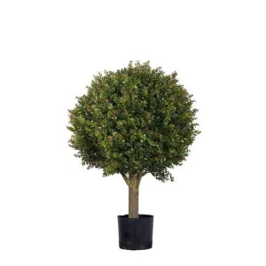 Red Day Leaf Ball Tree 85cm by Florabelle Living, a Plants for sale on Style Sourcebook