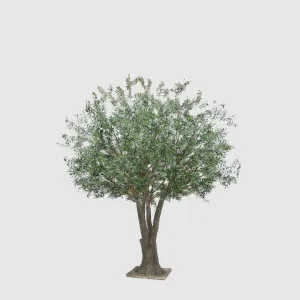 2.5m Giant Olive Tree w/13804 Lvs and 288 Fruits by Florabelle Living, a Plants for sale on Style Sourcebook