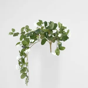 Hanging Stepahnotis Bush x 9 with 162 leaves by Florabelle Living, a Plants for sale on Style Sourcebook