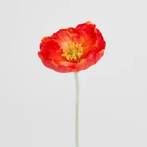 Poppy Stem Red by Florabelle Living, a Plants for sale on Style Sourcebook