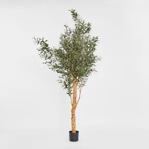 150cm Olive Tree by Florabelle Living, a Plants for sale on Style Sourcebook
