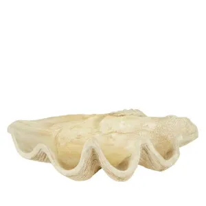 Giant Clam Sculpture Natural by Florabelle Living, a Decorative Accessories for sale on Style Sourcebook