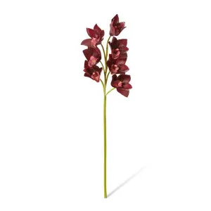 Cymbidium Lush Stem - 18 x 10 x 58cm by Elme Living, a Plants for sale on Style Sourcebook