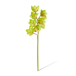 Cymbidium Lush Stem - 18 x 10 x 58cm by Elme Living, a Plants for sale on Style Sourcebook