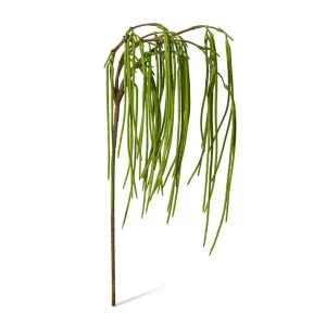 Rhipsalis Hanging Spray - 24 x 20 x 89 cm by Elme Living, a Plants for sale on Style Sourcebook