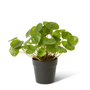 Money Plant - 25 x 25 x 23 cm by Elme Living, a Plants for sale on Style Sourcebook
