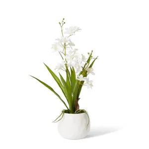 Cymbidium Mini  - 17 x 11 x 46cm by Elme Living, a Plants for sale on Style Sourcebook