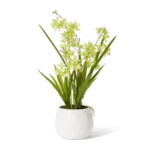 Cymbidium Mini  - 28 x 20 x 58cm by Elme Living, a Plants for sale on Style Sourcebook