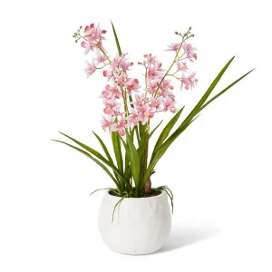 Cymbidium Mini  - 28 x 20 x 58cm by Elme Living, a Plants for sale on Style Sourcebook