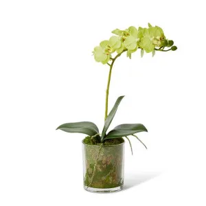Phalaenopsis Mini - 17 x 10 x 30cm by Elme Living, a Plants for sale on Style Sourcebook