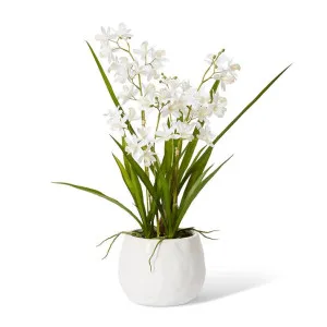 Cymbidium Mini  - 28 x 20 x 58cm by Elme Living, a Plants for sale on Style Sourcebook