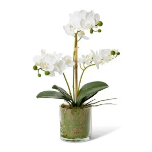Phalaenopsis Mini - 21 x 16 x 40cm by Elme Living, a Plants for sale on Style Sourcebook