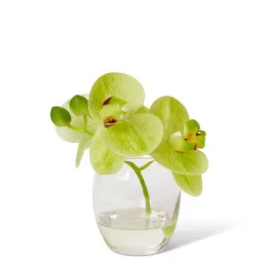 Phalaenopsis - 16 x 13 x 15cm by Elme Living, a Plants for sale on Style Sourcebook