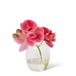 Phalaenopsis - 16 x 13 x 15cm by Elme Living, a Plants for sale on Style Sourcebook