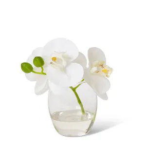 Phalaenopsis - 16 x 13 x 15cm by Elme Living, a Plants for sale on Style Sourcebook