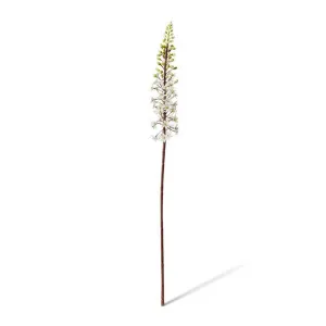 Eucomis Stem - 7 x 10 x 89cm by Elme Living, a Plants for sale on Style Sourcebook