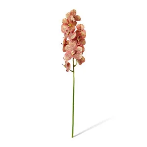 Vanda Orchid - 16 x 16 x 80cm by Elme Living, a Plants for sale on Style Sourcebook