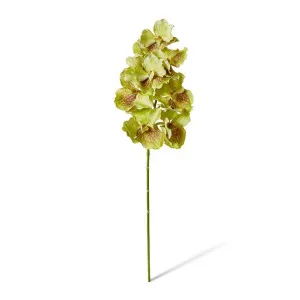 Vanda Grand Orchid - 25 x 25 x 71cm by Elme Living, a Plants for sale on Style Sourcebook